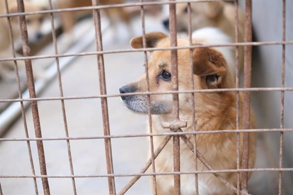 Acogida, voluntariado o donar, propuestas para quienes no pueden adoptar animales