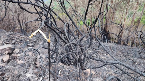 Asturias emite un mensaje de alerta a la población ante los incendios de Cabrales, Cangas del Narcea y Somiedo