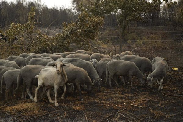 Asociaciones y vecinos se vuelcan con los ganaderos afectados por los incendios en la provincia de Ourense