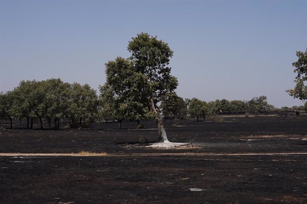 El incendio de Cipérez, el más grande de la historia de Salamanca tras arrasar unas 10.500 hectáreas