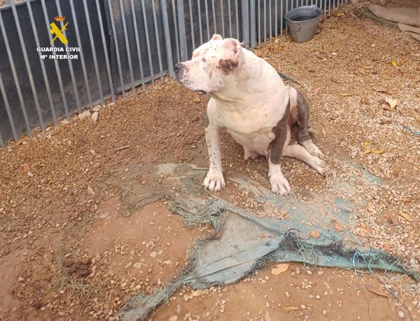 Investigan al cuidador de 11 perros en Benicarló (Castellón) que los alimentaba con carcasas de pollo podridas