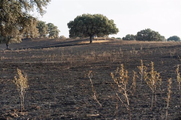 Más Madrid propone un Plan Regional Verde ante Emergencia Climática: bomberos 100% públicos, más medios y reforestación