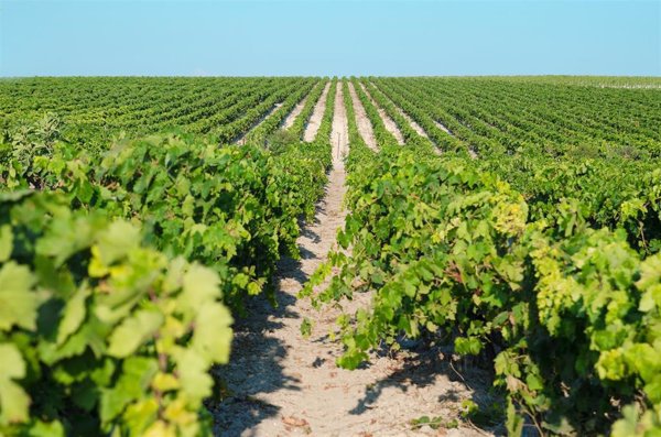 La vendimia en el Marco de Jerez, a pleno rendimiento con 12,7 millones de kilos de uva recogidos