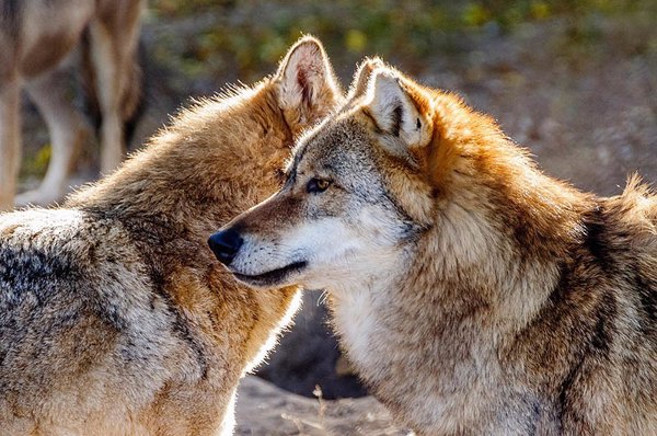 La Federación Dean presenta alegaciones al Plan de Gestión del Lobo de Cantabria