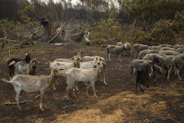 Prohibida la caza en la provincia de Ourense mientras se mantenga el nivel de emergencia por incendios