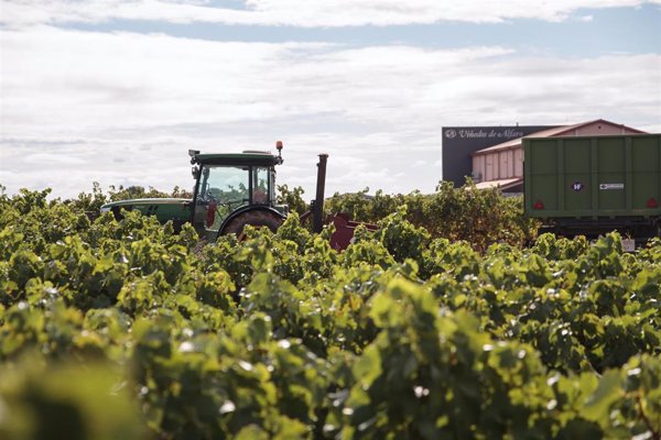 El inicio de vendimia en DOCa Rioja confirma merma 