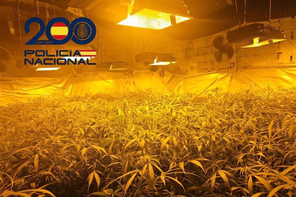 Cuatro detenidos al desmantelar cuatro plantaciones de marihuana en Sanlúcar (Cádiz) con 1.800 plantas