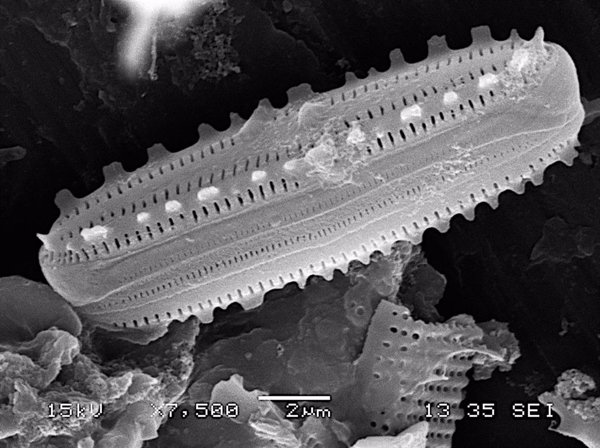 Descubren cuatro especies de algas desconocidas en la red de tubos y cuevas volcánicas de El Hierro