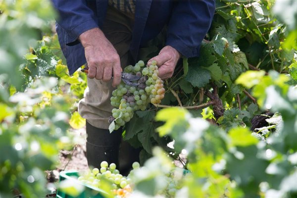 ARAG pide a bodegas contratos con precios justos para la uva en una campaña con menor producción y mayor coste