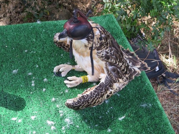 Un programa de conservación de Endesa, Junta y Migres logra aumentar la población del águila pescadora en Cádiz