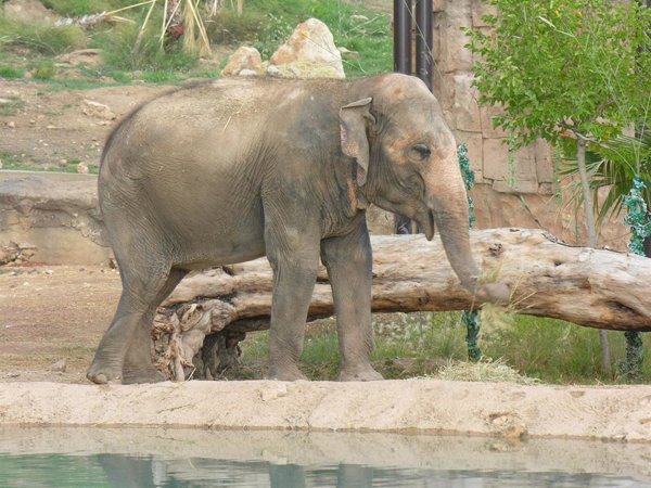 Terra Natura Benidorm (Alicante) celebra los 53 años de la elefanta Petita con música, danza y una 