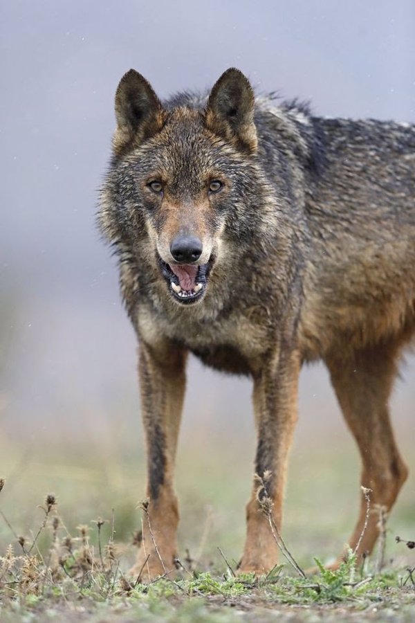 Podemos exige reformular el plan del lobo de Cantabria para que no haya 