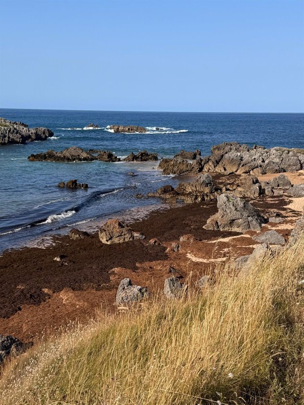 Recogidas 6.000 toneladas de algas en playas de Cantabria, 4.000 en la última semana