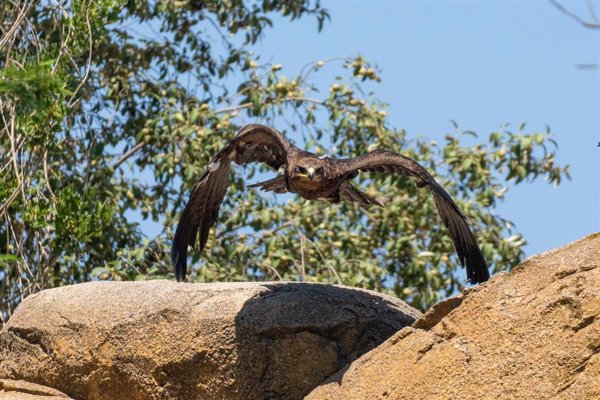 Bioparc Valencia recupera un águila rapax para la actividad 'El Ciclo de la Vida' tras superar un problema en el plumaje