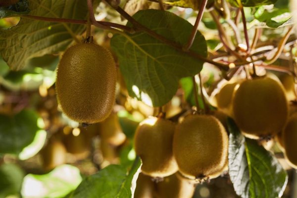 La Comisión Europea aprueba oficialmente la declaración los beneficios digestivos del kiwi verde