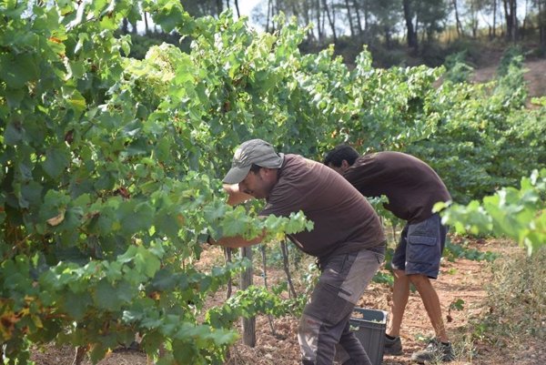 La vendimia de la DO Penedès (Barcelona) de este año recogerá un 100% de uvas ecológicas