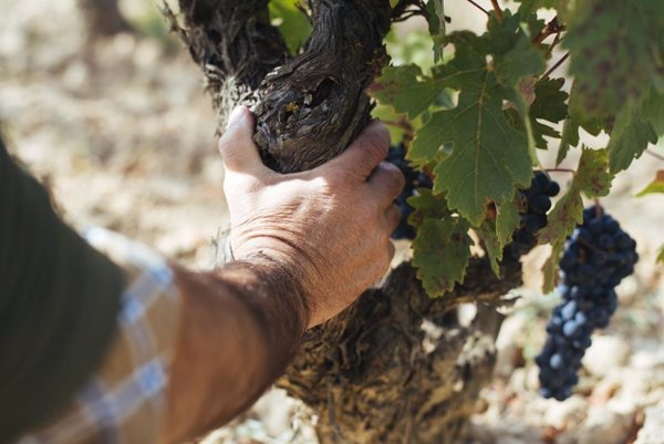 Adelanto en la maduración con buen estado del viñedo en Rioja Oriental