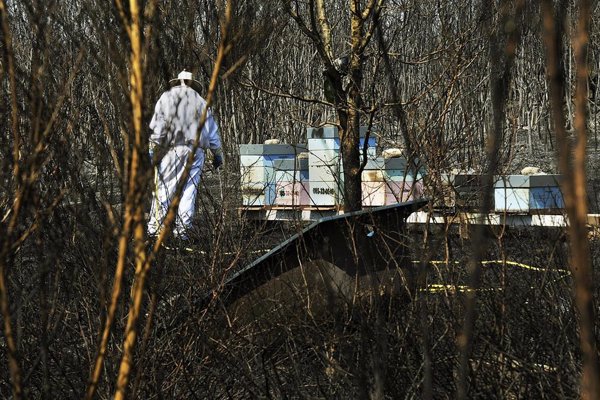 Apicultores plantean trasladar sus abejas fuera de Ourense por los incendios: 