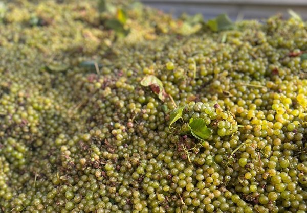 AVA-Asaja denuncia que las bodegas del cava ofrecen por la uva