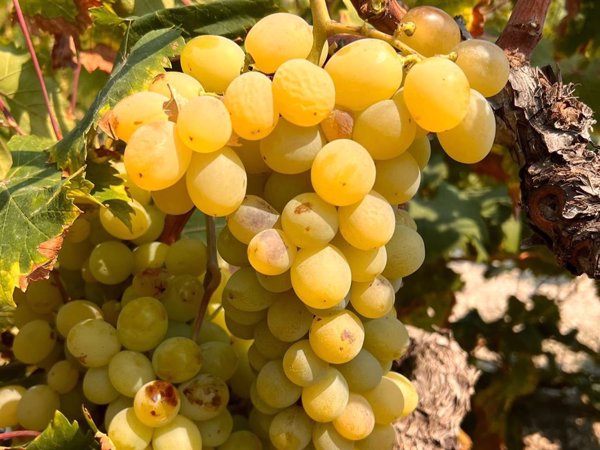 Asaja estima una cosecha de 900.000 kilos de uva moscatel de Teulada (Alicante) tras un 2024