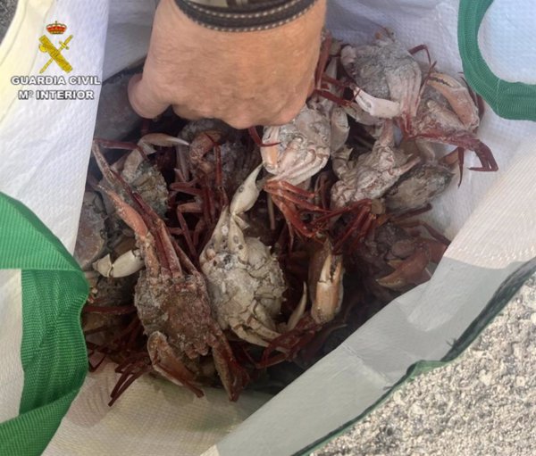 El Seprona sanciona a ocho restaurantes de Menorca por tener marisco ilegal