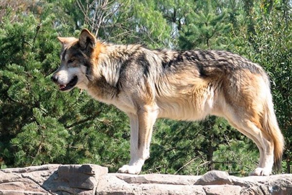 Una familia se cuela en el recinto de lobos de Cabárceno y es grabada por un 'tiktoker'